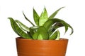 Window plants Royalty Free Stock Photo