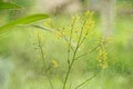 Window rain water drops glass flowers summer day Royalty Free Stock Photo