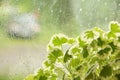 Window rain water drops glass flowers summer day Royalty Free Stock Photo