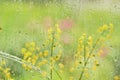 Window rain water drops glass flowers summer day Royalty Free Stock Photo