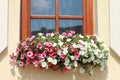 Window with red and white flowers Royalty Free Stock Photo