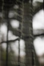 Window Reflection with courtains and plants