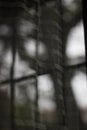 Window Reflection with courtains and plants