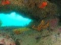 Underwater arch with colourful sponges