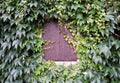 Window shutter and ivy on house wall Royalty Free Stock Photo