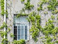 window shutter with ivy on old wall Royalty Free Stock Photo