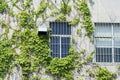 Window shutter with ivy on old wall Royalty Free Stock Photo