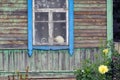 Window with Tulle and Cat in Old Village House Royalty Free Stock Photo