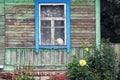 Window with Tulle and Cat in Old Village House Royalty Free Stock Photo