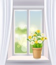 Window view in interior, spring, flower pot with flowers daisy and dandelions on windowsill, curtains. Vector