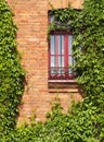 Window with vine