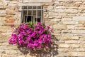 window with white railings and fuchsia petunias Royalty Free Stock Photo