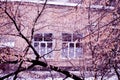 Window. Winter landscape. The branches in the trees. Delivery Multiple windows. Winter linden