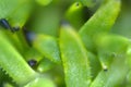 flora of Lapland when traveling with a macro lens