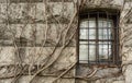 Window with wrought iron in medieval castle entwined, dry vine Royalty Free Stock Photo