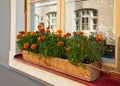 Windowbox with flowers in Tallinn, Estonia