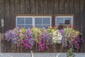 windows and blossoming colorful flowers at old house, Obertstdorf, Germany