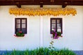 Windows and dry corn Royalty Free Stock Photo