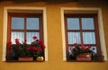 Windows, flowers and pumpkin Royalty Free Stock Photo