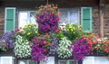 Windows with flowers