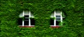 Windows and Green Ivy Lush Growth on Wall of Home or Building