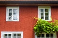 Windows and ivy, home exterior overgrown with plants