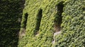 Windows in an ivy wall Royalty Free Stock Photo