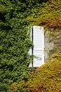 Windows on an old house covered with ivy