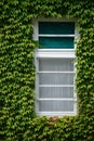 Windows surrounded by green ivy Royalty Free Stock Photo