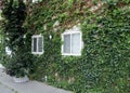 Windows surrounded by green leaves of climbing English Ivy plant. Royalty Free Stock Photo