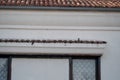 A row of dark grey pigeons sitting on a tiled roof and a white pigeon sitting alone below on a window sill