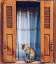 Windows of whitewashed house and cat sitting between shutters. Cat sitting in the window, domestic cat outside. Beautiful vintage Royalty Free Stock Photo