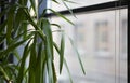 Windowsill with green plant tree in office interior Royalty Free Stock Photo