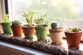 a windowsill peppered with small succulent pots Royalty Free Stock Photo