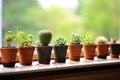 a windowsill peppered with small succulent pots Royalty Free Stock Photo
