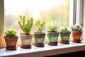 a windowsill peppered with small succulent pots Royalty Free Stock Photo