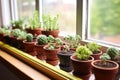 a windowsill peppered with small succulent pots Royalty Free Stock Photo
