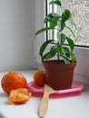 Mandarin seedling on the windowsill near the window