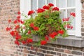 Windowsill with red flowering Pelargonium plants in pots