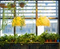 On the windowsill stands a variety of houseplants with hairy yellow lampshades hanging over them by a large window.