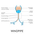 Windpipe Royalty Free Stock Photo