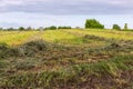 Windrows of mown partially dried hay on field in sunny morning Royalty Free Stock Photo