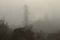 Windsor, California - RiverFront Regional Park morning after rain lake, Russian River Royalty Free Stock Photo