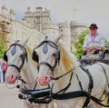 Close up of two regal white horses, carriage and driver at Windsor Castle Royalty Free Stock Photo