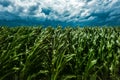 Windstorm in maize crop field Royalty Free Stock Photo