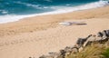 Windsurf board for windsurfing, lying on sandy beach in summer