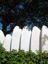 Windsurf boards in the tropics