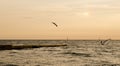 Windsurfers during the dawn Royalty Free Stock Photo