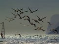 The windsurfers and the seagulls