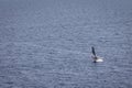 Windsurfing on the ocean at Bol on island Brac, Croatia Royalty Free Stock Photo